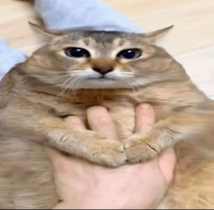 big and brilliant cat with a wide aspect ratio, very silly